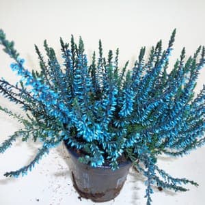 Calluna teintée bleue clair pot 10 cm