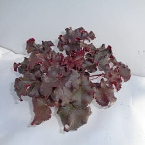 Heuchère rouge