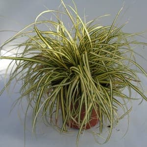 Carex panaché jaune et vert
