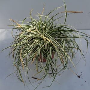 Carex panaché blanc et vert