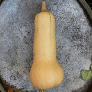 Butternut