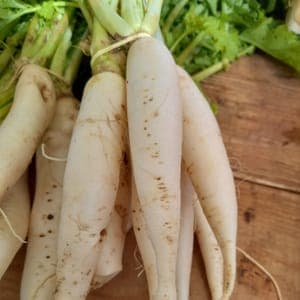 Radis Daikon