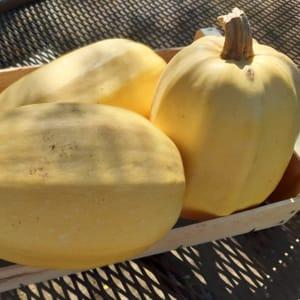 Courge Spaghetti
