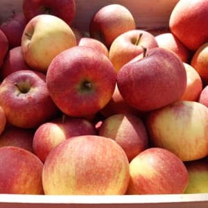 Pomme