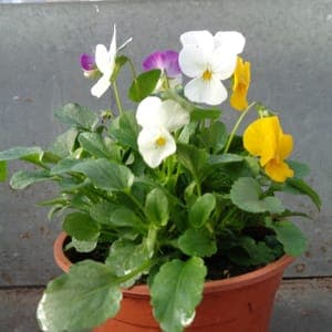 Viola trio