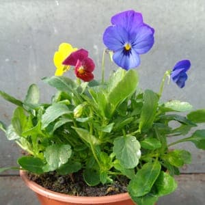 Viola trio