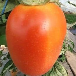 tomate allongée