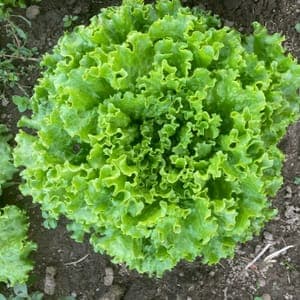 Salade