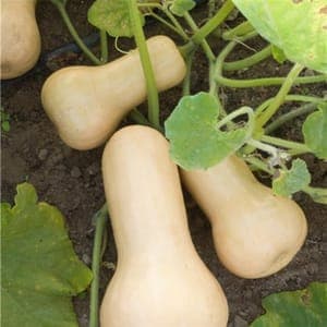 Butternut bio