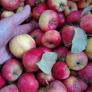 Pommes Ariane
