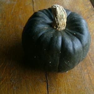 Courge Butturcup