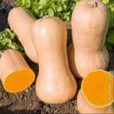 Butternut