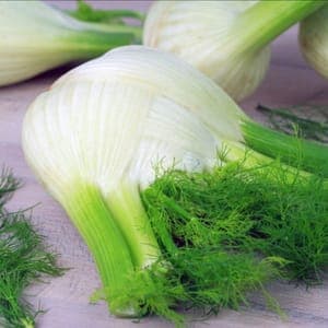 Fenouil