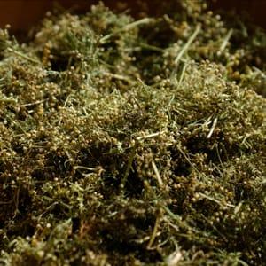 Artemisia annua - Les arômes du grès