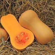 Courge Butternut