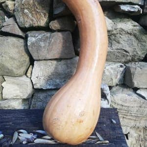 Courge
