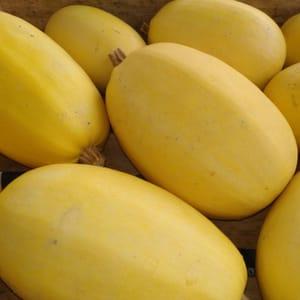 Courge spaghetti POIDS A CHOISIR SUR PLACE