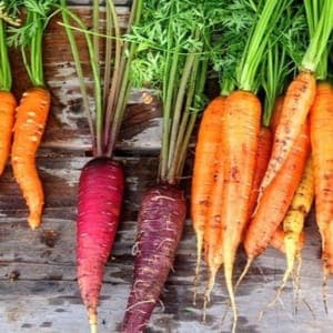 carottes botte