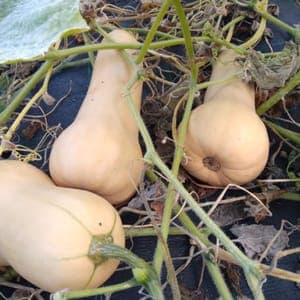 Courge Butternut