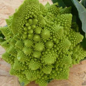 Chou Romanesco