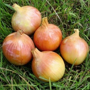 Oignon jaune