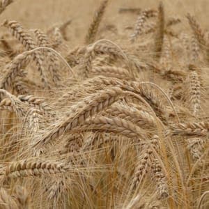 Sac de 5kg Farine de blé tendre BIO du Lauragais