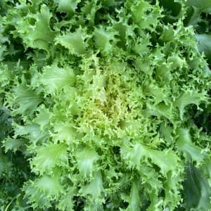 Scarole frisée