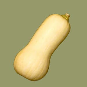 Butternut