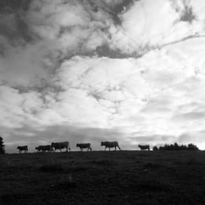 Le  bonheur est dans le pré