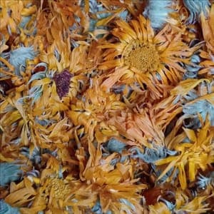 Calendula