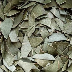 Eucalyptus