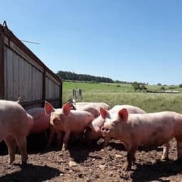 FERME DE BRAQUEMONT #7