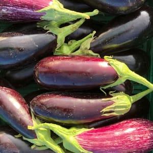 Aubergines