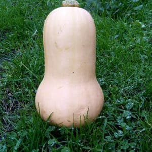 Butternuts Le Potager du Coin