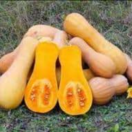 courge butternut