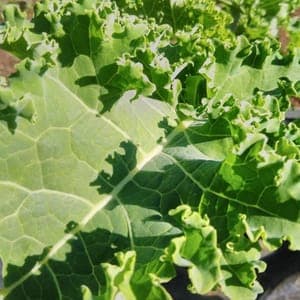 chou kale