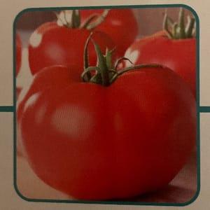 Plant Tomate Saint Pierre