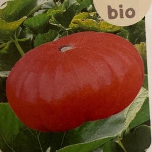 Plant Potiron Rouge vif d'Estampe