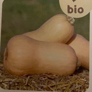 Plant Courge Butternut