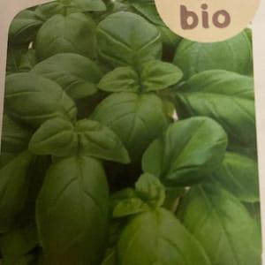 Plant Basilic vert
