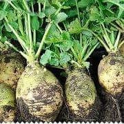 Rutabaga