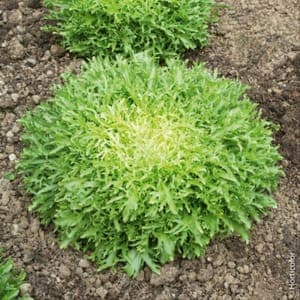 Salade frisée