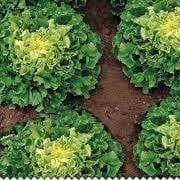 Salade scarole