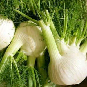fenouil