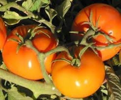 tomate saint Pierre