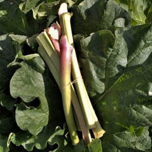 Rhubarbe