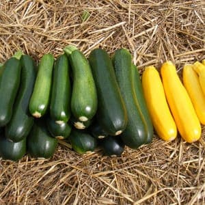 Courgette longue verte