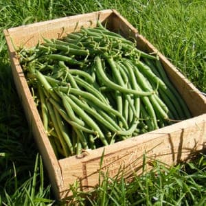 Haricot vert