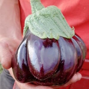 Aubergine (France)