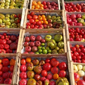 Tomate variété ancienne (population)